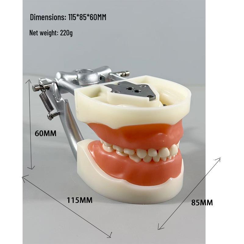 Прозора Знімна Повна Модель Щелепи з М'якими Яснами та Зубами для Підготовки до Імплантації