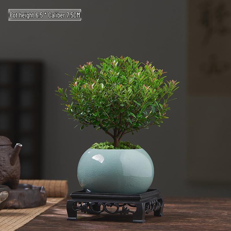 Red Leaf Bonsai Seedling - Easy Care Indoor Evergreen, Perfect for Hydroponics and Micro Landscapes