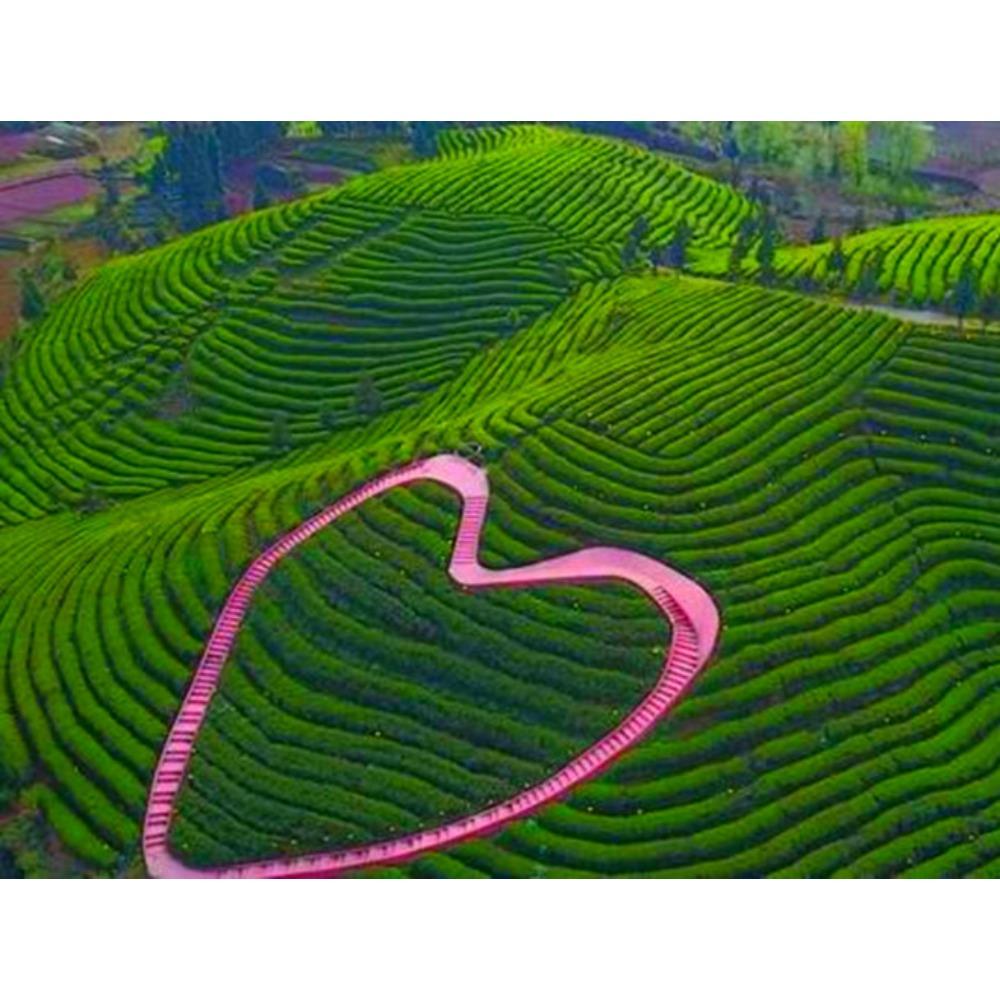 Bingdao Gamla Träd Pu-erh Te Kaka Yunnan Grön 357g