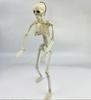 Skeleton Figure Object Drawing 40cm Model Interior Halloween