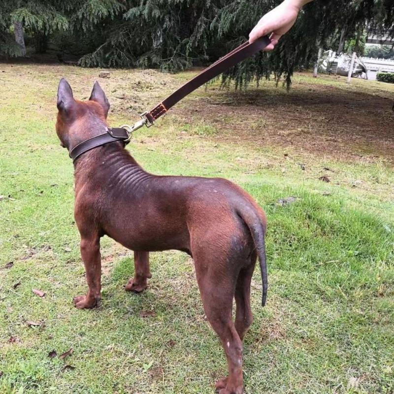 Dog leash cowhide non-slip and wear-resistant medium and large dogs lead the dog leash close in one step