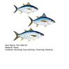 3 Pezzi Pesce Tonno in Legno Arte da Parete Pesce Oceanico Appeso a Parete Decorazione Tema Nautico Costiero Scultura da Parete per Casa Casa sul Lago Stanza Decorazione