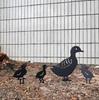 Creative Wrought Iron Duck Family Garden Silhouette Ornaments