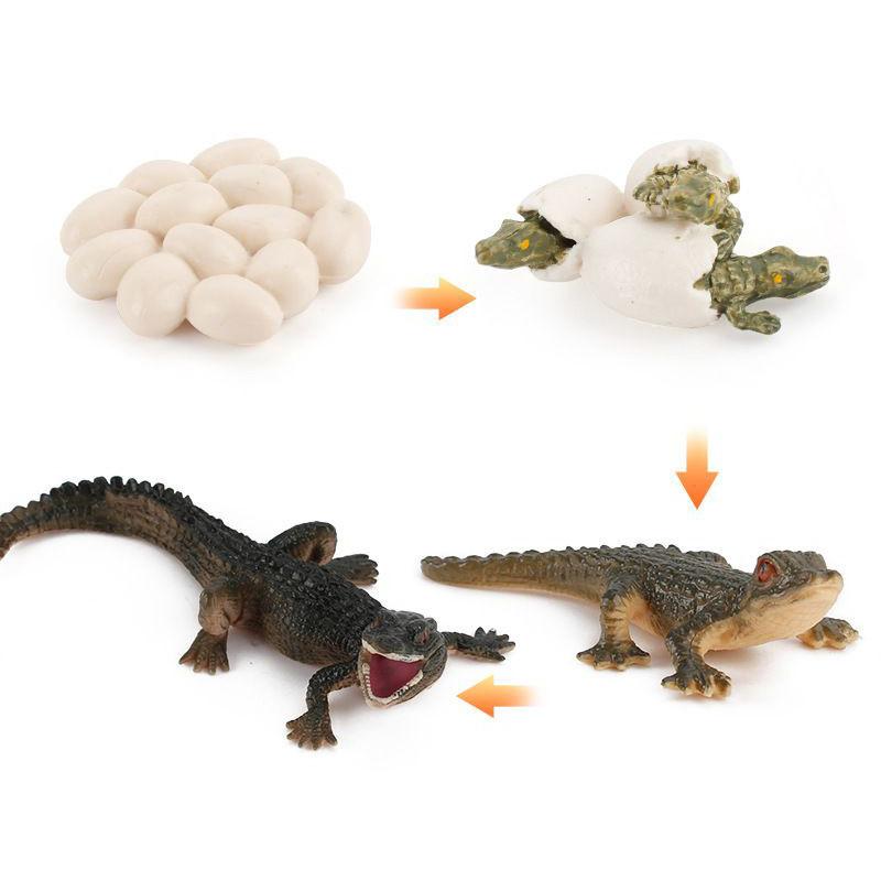 Enchanting Simulation Solid Turtle Chick Frog Animal Growth Cycle Montessori Teaching Aids For Unique Gifts And Decorative Accents