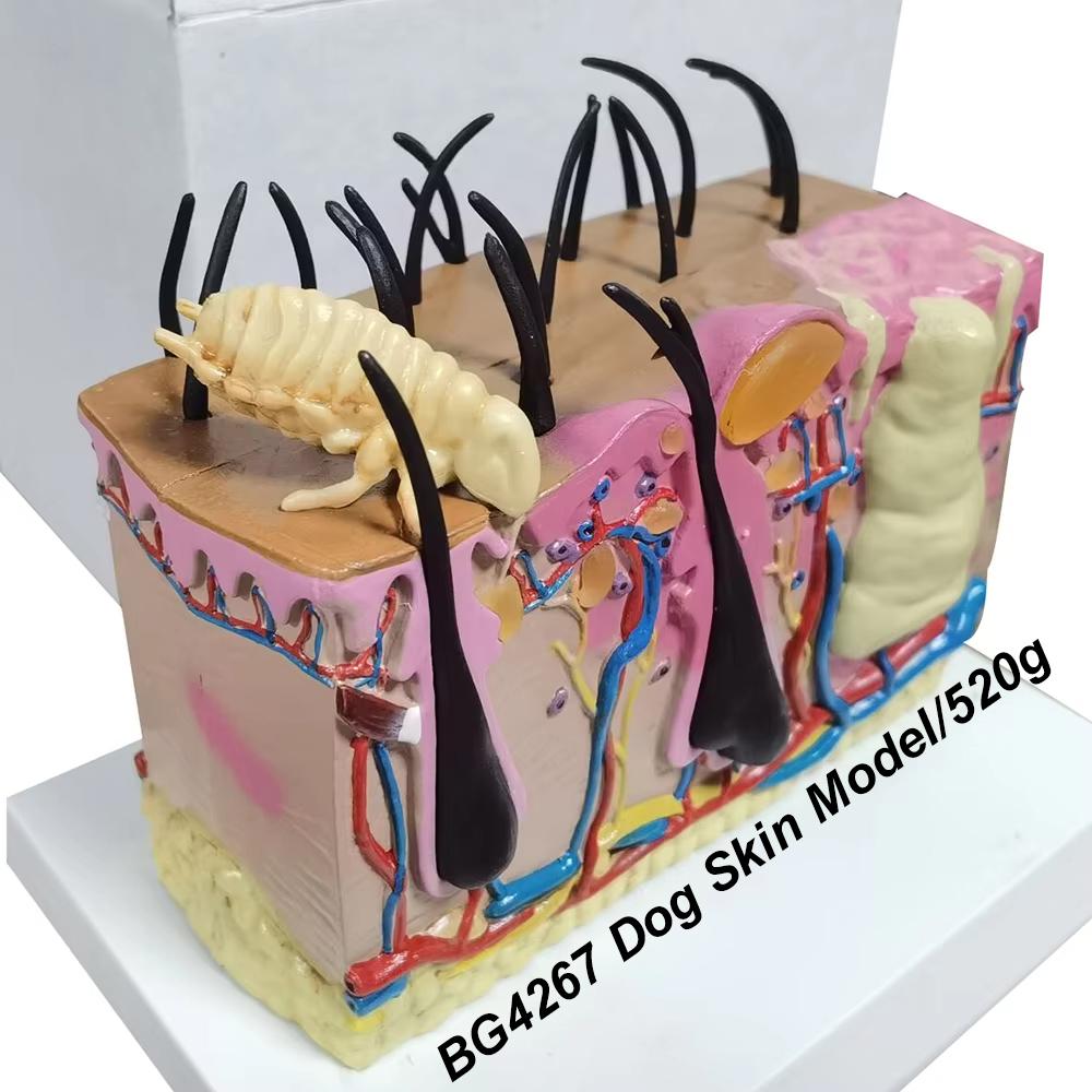 Medical teaching tools Skeleton PVC model Student teaching equipment Knee joint model Skin Model Vertebral model
