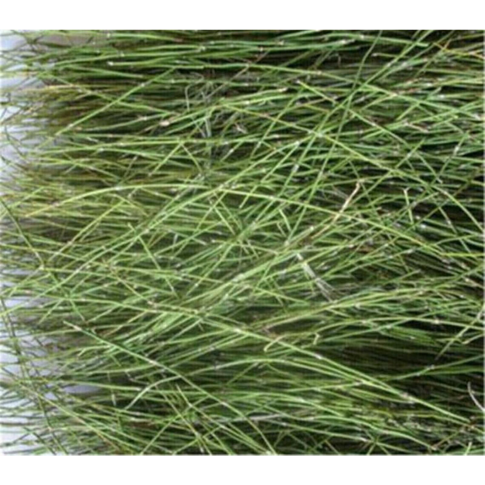 

Эфедра травяной чай Китайский оригинальный ароматизированный чай Хороший чай Натуральный органический цветочный чай Зеленый пищевой травяной чай без добавок (500г) 250g