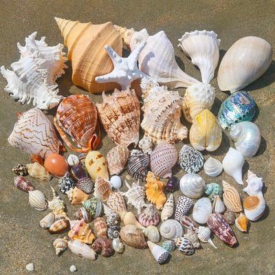 Kézzel készített természetes kagyló és tengericsillag keret barkácsoláshoz akváriumhoz vagy tereprendezéshez