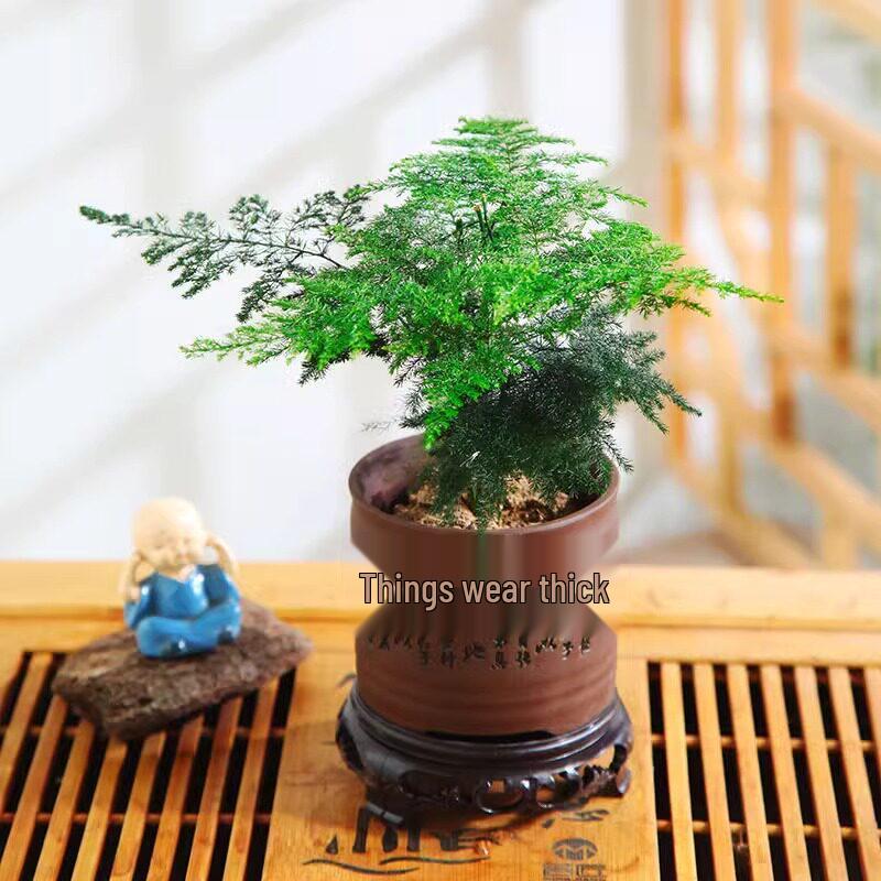 Asparagus Fern Hydroponic Bonsai for Indoor Decoration