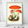 Vintage Mushroom Specimen Canvas Painting Antique Wall Art Herbal Pictures Science Posters and Prints Home Office Decor Cuadros