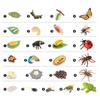 Life Cycle Board Montessori Kit Biology Science Education Toys for Kids Sensory Tray Animal Figure Life Cycle Sorting Wooden Toy