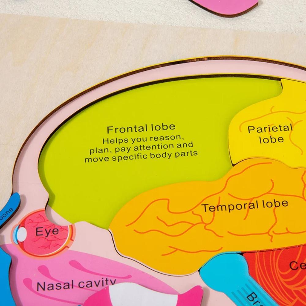 Wooden puzzle game for toddler Human Brain Anatomy structure Brain Parts Matching Homeschool Activity Kids Science Game