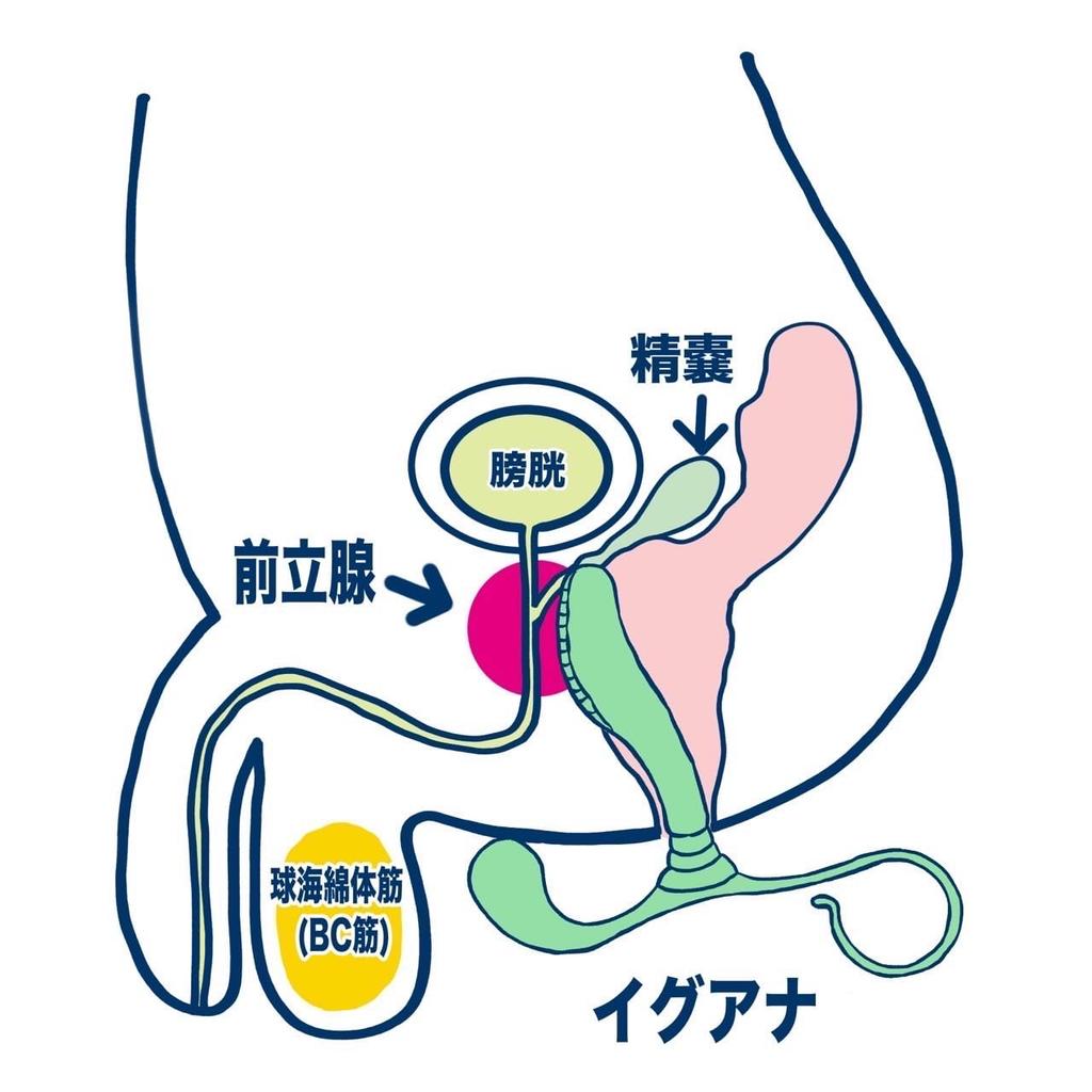 Enemagura Iguana Pro Introducing the Enemagura Pro Series with For Beginners Strong Unisex Dildo Anal Plug For Dry Orgasm Only In Uses Medical Grade