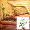 2 Stück dekorative Kletterranke für Reptilien- und Fischbecken Dekoration Natürliche Kletteraktivität Einfache Pflege Landschaft 55KF