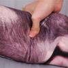 3D Realistic Pig Plush Pillow Lifelike Stuffed Animal Prank Gift for Boyfriend Funny Gag Present for Birthday And Christmas