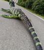 [dokidoki] Lizard Cushion Plush Body Pillow Sleeping Pillow Lizard Animal Interior Reptile Amphibian Tokage Dinosaur Pet Green