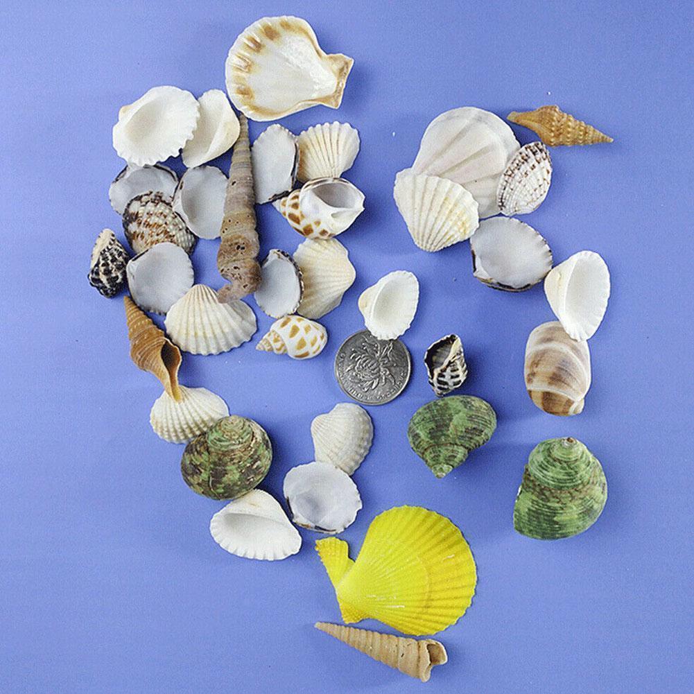 Mixed Sea Beach Shells Crafts Seashells Aquarium Decor Photo Props Shell Coquillage Home Decoration Accessories