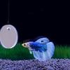 Kreis-Übungsspiegel für Betta oder andere Fische 5cm/6cm/7cm Fische für Aquarium Spielzeug