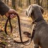 Wide Strap Large Breed Dog Leash Genuine Cowhide Golden Retriever Walking Rope  Pet Daily Exercise