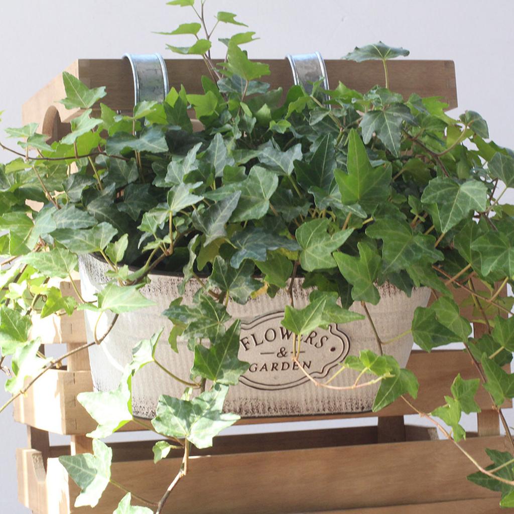 Závěsné květinové sukulenty květináče železné nástěnné vnitřní venkovní dekorace domácí zahrada Kovový kbelík květinový koš