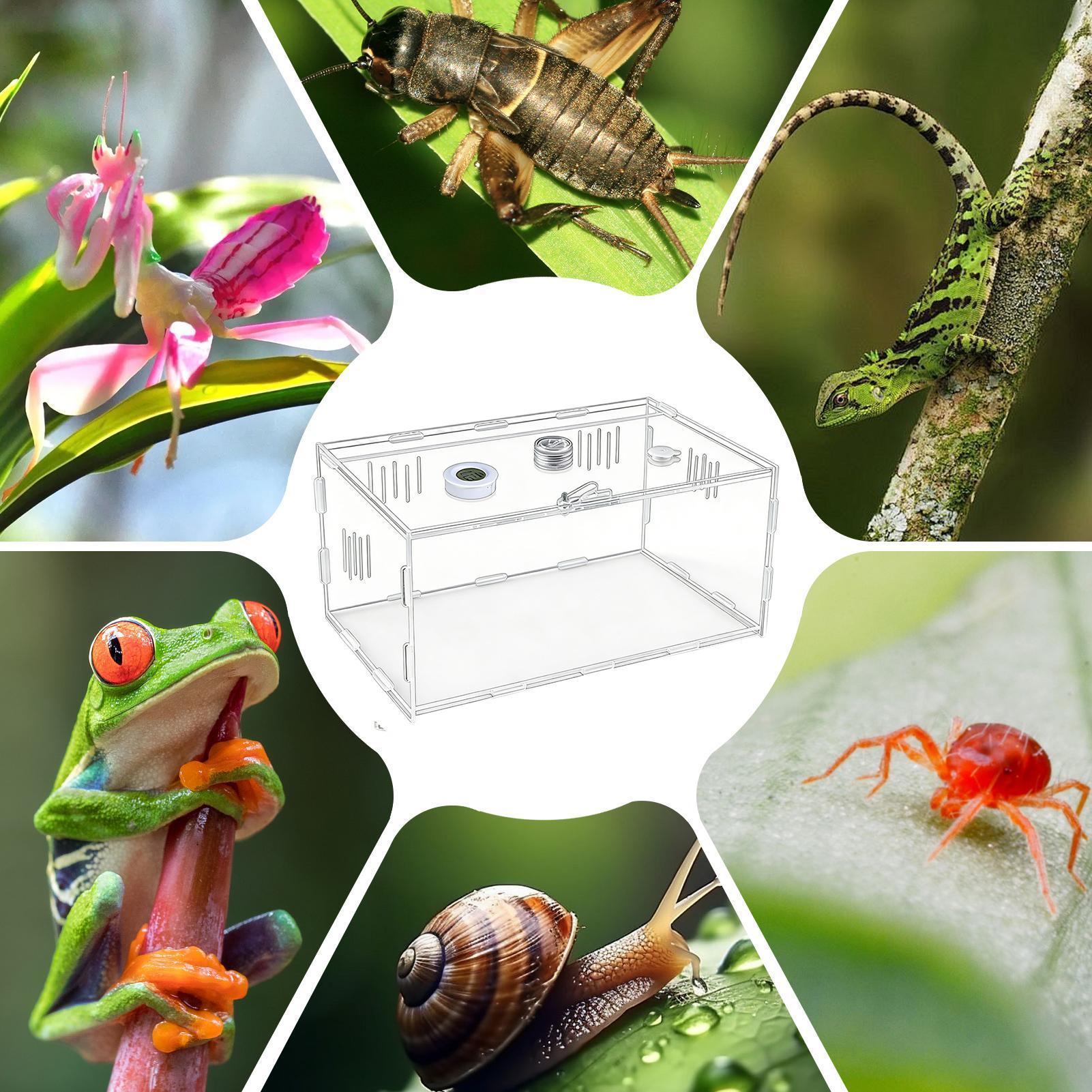 Reptile Terrarium Comfortable Display 360-Degree View Isolation Habitat Reptile Habitat Terrarium For Small Pet Animals Family China Mainland