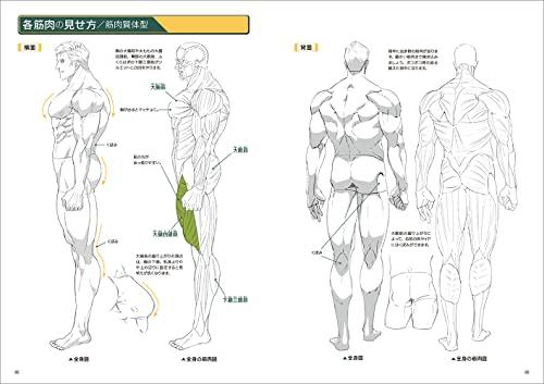 How To Draw Strong Muscles (Super Drawing Series)