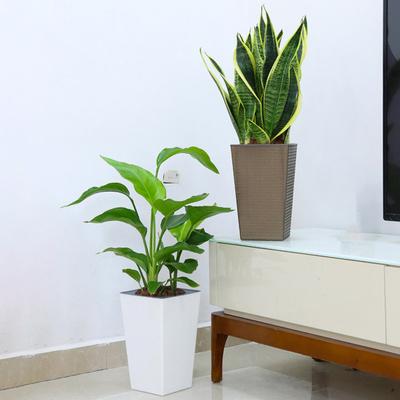 Vaso per piante autoirrigante con fori di drenaggio, vaso per fiori con irrigazione automatica, fioriera con riserva d'acqua per piante da interno ed esterno