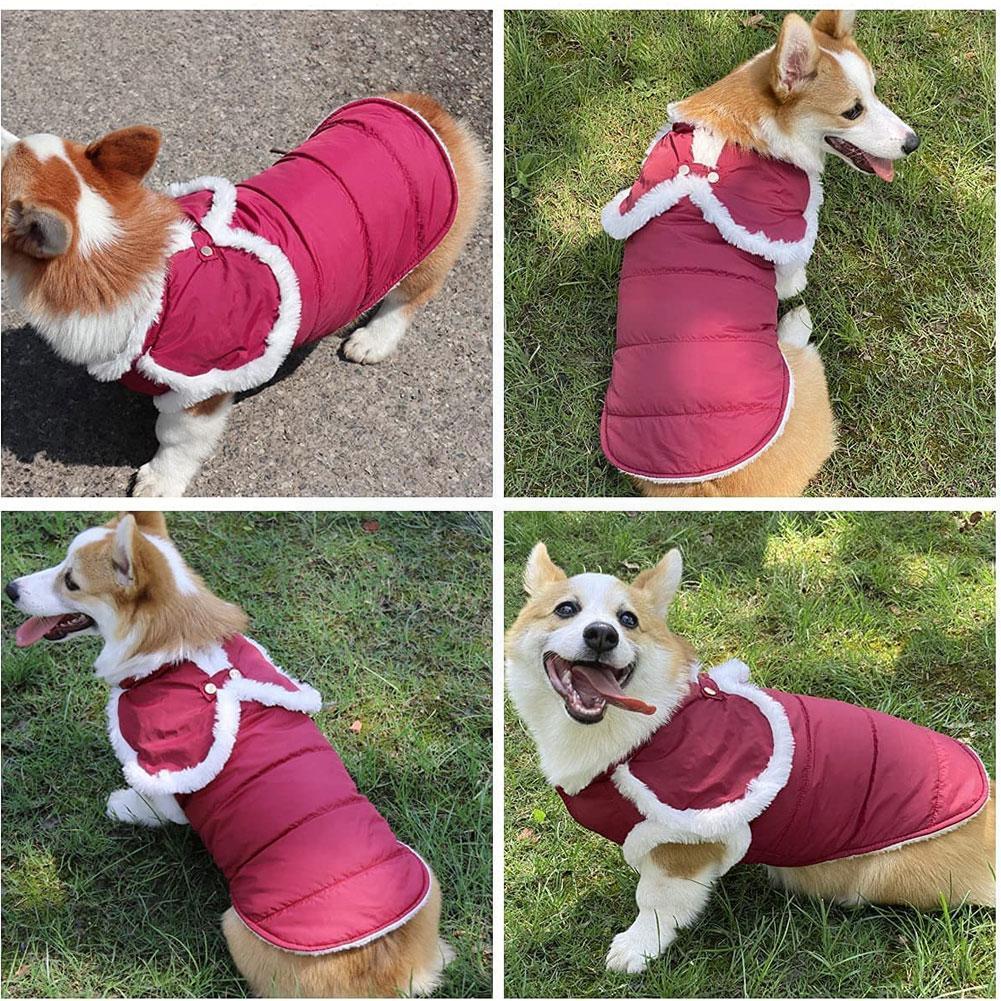 medium dog coat