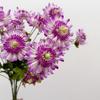 Stem Form Artificial Chrysanthemum With Buds Floral Decor Artificial DIY Gift  Indoor Room