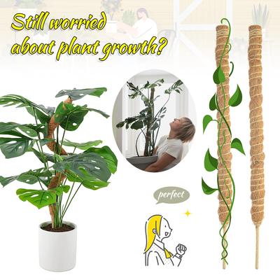 Supporto per piante rampicanti Cocco Muschio Guscio di Cocco Canna di Palma Giardinaggio Palo di Cocco Estensibile Palo per piante rampicanti Pianta d'appartamento Rampicante