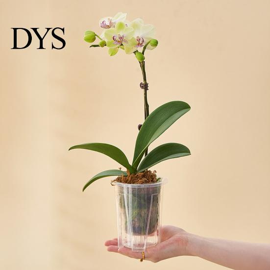 Orchid Planter with Saucer Clear Pot Saucer, Phalaenopsis Drainage Home Decor Plant Holes, Slotted Root Control Flower for Oncidium