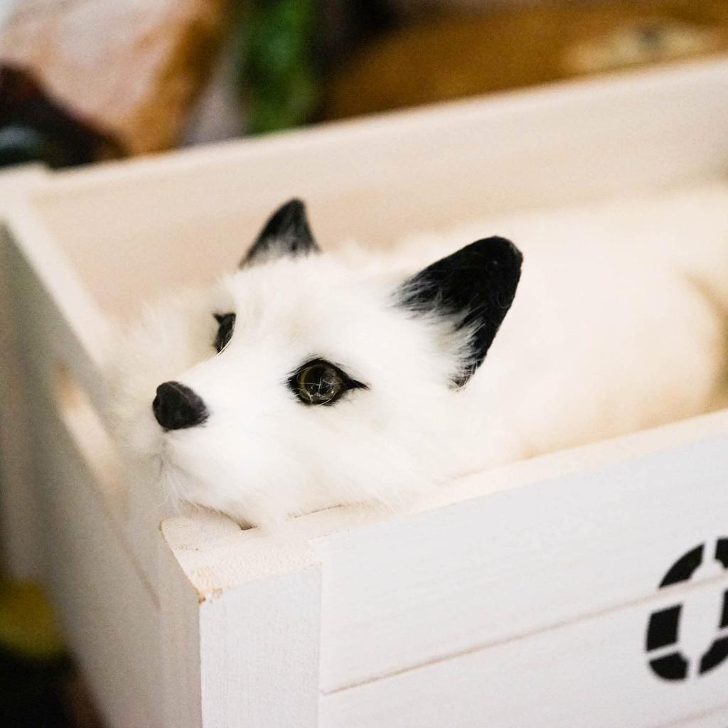 Raccoon Magic Trick Fox White Face Spring Pet Maggie Magic Trick Cute Animal Raccoon Plush Toy Lucky-kun