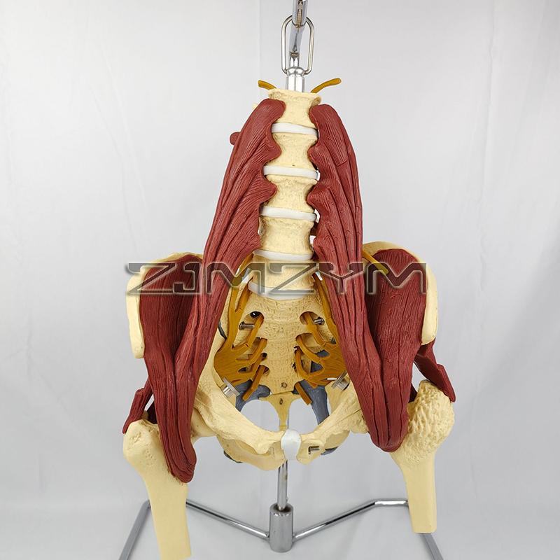 Cilvēka jostasvietas muskuļu modelis Anatomisks modelis