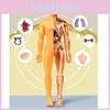 Interactive Diy Plastic Human Skeleton And Organ Model Toy For Kids Educational Play In Half Transparent And Full Transparent Options