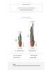 Three-Stem Artificial Cereus Bonsai for Indoor Decor
