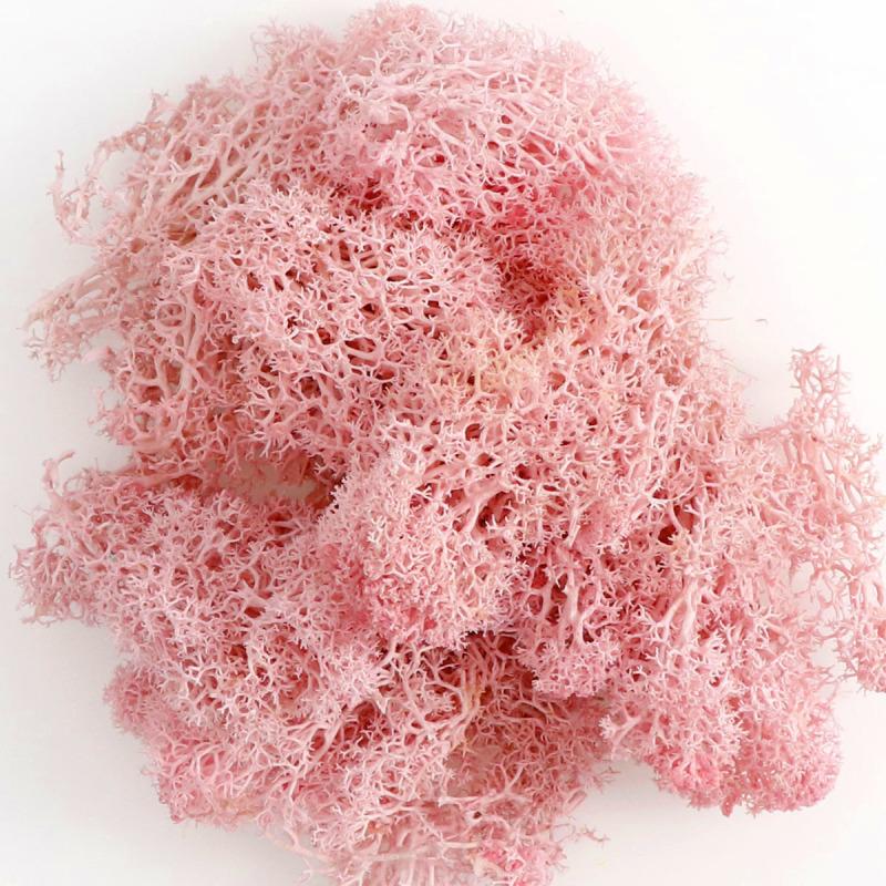 Umělá rostlina Věčný život Mech Mini Zahrada Mikrokrajina Doplňky Zahrada Domácí dekorace