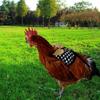 Capa de Disfraz de Gallo y Gallina para Todo el Año con Correa