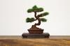 PLATZ The Bonsai 4 Plastic Model 1/12 BON-04