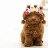 20Pcs Non-elastic Dog Hair Flower Bow Shape Pet Lace Headwear Pet Bow Hair Band  Daily Decoration