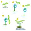 Plant Branch Bender 360 Degree 4*1cm/1.57* 0.4 Inch Clips