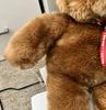 [USED] Brown Bear Teddy Bear, Large Size