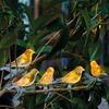 Solar Bird String Lights, Outdoor Waterproof Garden Light, Warm Glow LED Light for Patio Balcony Lawn Decor