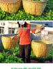 Zhuang Large Bamboo Woven Multi-Use Basket: Rice Washing, Grain Storage, Winnowing, Fruit Display, Event Decor