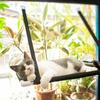 Double-layer Kitten Hammack Hanging Window Sunbathing Cat Hammack Velvet Mat Suction Cup Cat Sisal Scratching Post Durable