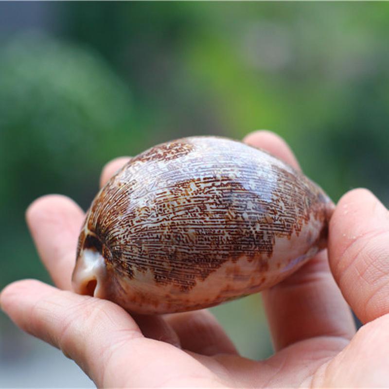 Natural Shell Conch Map Snail Collection Creative Gift Fish Tank Aquarium Decoration
