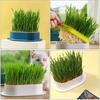 4pcs Cat Plant Convenient Planting Box Household Cat Grass Box Nursery Cat Plant (4 Colors)