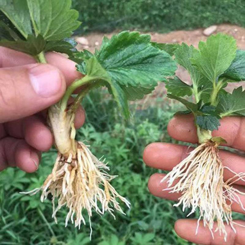 3 Balení 30G Prášek pro rychlé zakořenění Prášek s růstovým hormonem Zlepšuje kvetení Míra přežití řízků Ponořovací prášek Hnojivo