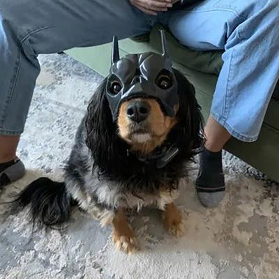 Cat Bat Mask Superhero Costume for Cats Small Dogs Cute Halloween Cosplay Apparel for Photos And Play
