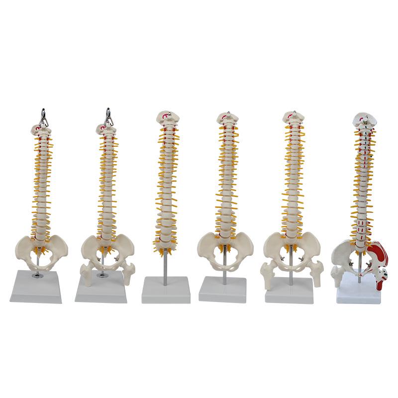 Medium Spine and Pelvis Skeleton Model for Orthopedic and Vertebrae Teaching
