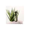 Maison Maïssa - Home & Linen Perfumes - Beijing Cotton 500 Ml -