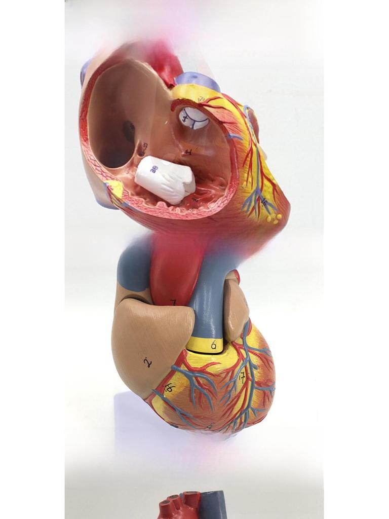 Großes Anatomisches Modell des Menschlichen Herzens mit 34 Markierungen für Medizinischen Ultraschallunterricht